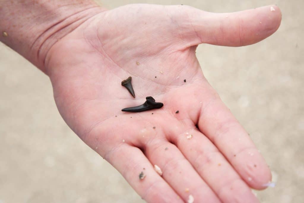 shark's teeth